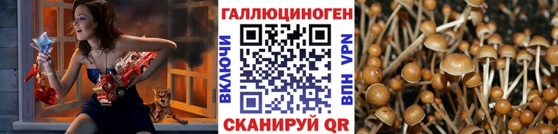 дарнет шоп  Нефтегорск  Псилоцибиновые грибы GOLDEN TEACHER 